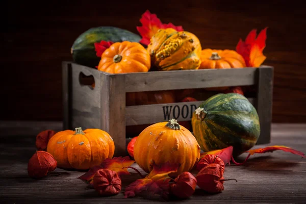 Erntedank und Halloween — Stockfoto