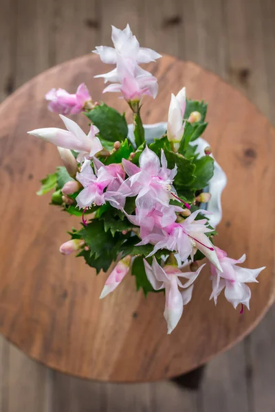 Cacto Natal Schlumbergera Planta Vaso Mesa — Fotografia de Stock