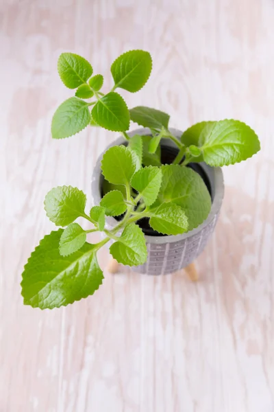 Coleus Amboinicus Origan Cubain Thym Espagnol Utilisé Comme Origan Pour — Photo