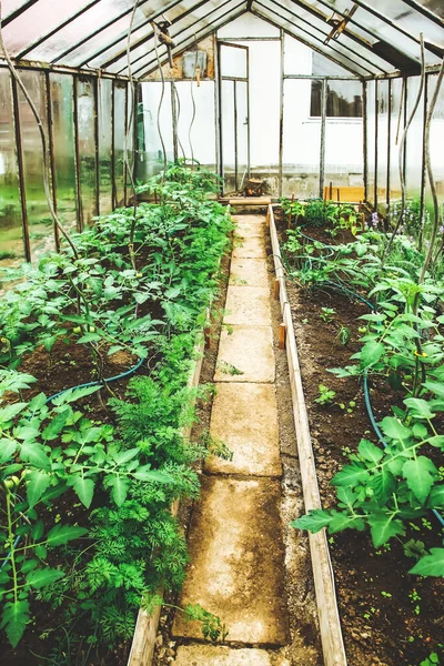 小玻璃温室 有番茄植物和浇灌系统 支持工厂的住宅温室 — 图库照片