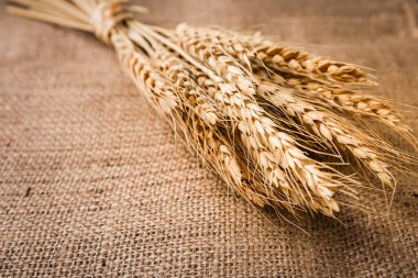 Çuval bezinde bir buğday demeti.