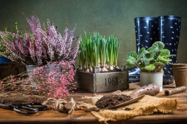 Bitkiler, otlar, çiçekler, saksılarda bitkiler, balkondaki yeşil bahçe. Kentsel bahçe, kentsel orman ve ev ekimi.