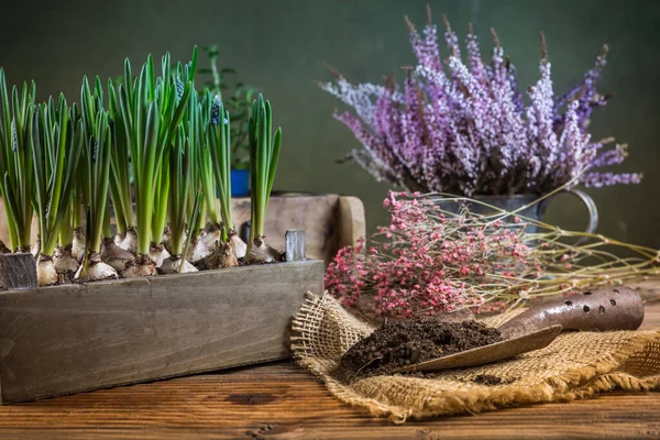 Pflanzen Neu Pflanzen Kräuter Blumen Und Pflanzen Töpfen Grüner Garten — Stockfoto