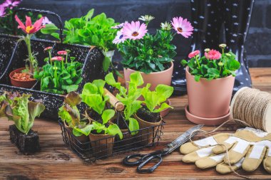 Bahçıvanlık - ekme ve yeniden ekme, çiçek saksıları ve bahçe aletleri ile bitkiler
