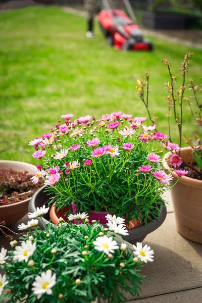 Daisy potted plants on terrace with green lawn and lawn mower in background