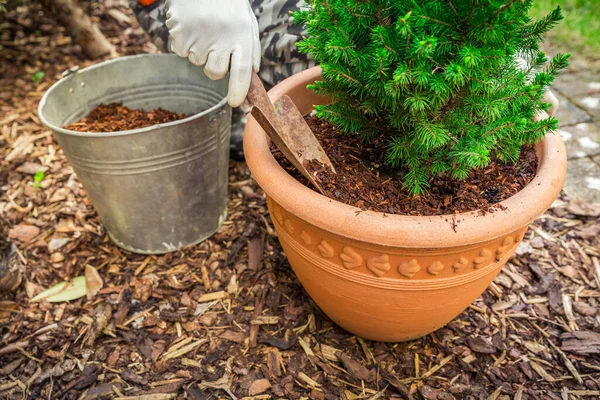 Garten Und Gartenarbeit Mulchen Von Topfpflanzen Mit Kiefernrinde Gegen Unkraut — Stockfoto