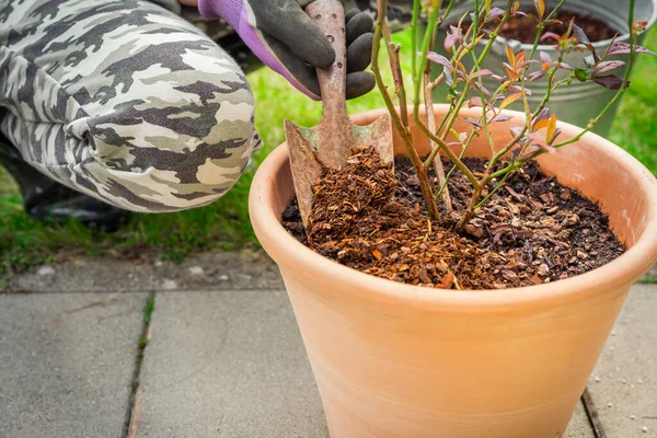 Garten Und Gartenarbeit Mulchen Von Topfpflanzen Mit Kiefernrinde Gegen Unkraut — Stockfoto