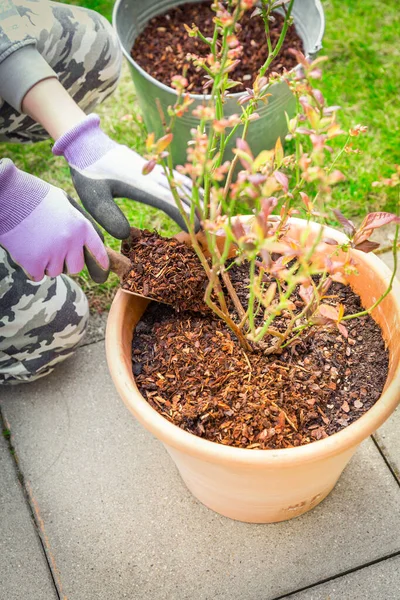 Garten Und Gartenarbeit Mulchen Von Topfpflanzen Mit Kiefernrinde Gegen Unkraut — Stockfoto