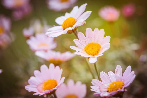 Fondo Brillante Verano Con Margaritas Rosadas Escena Natural Primavera Verano —  Fotos de Stock