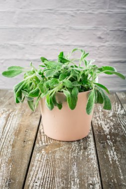 Saksıdaki Sideritis, bitkisel çay bitkisi olarak kullanılan dağ çayı olarak bilinen Sideritis.