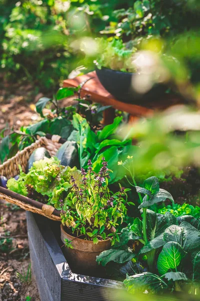 Jardinería Urbana Cosecha Hortalizas Lecho Elevado Plantas Alfarería — Foto de Stock