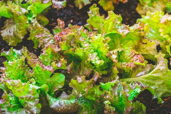 Jardinería Urbana Detalle Plantas Lechuga Orgánica Cama Elevada — Foto de Stock