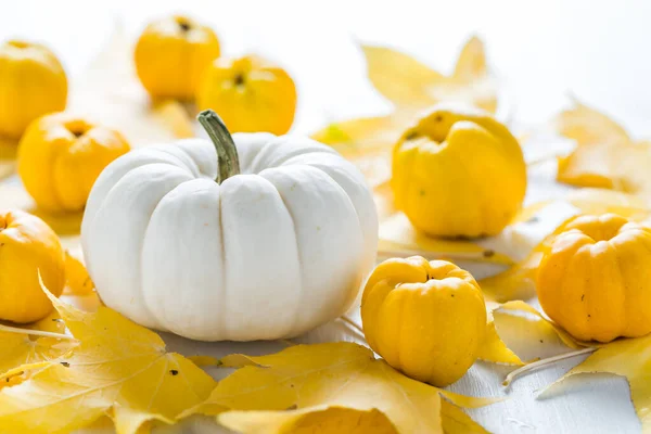 Decoración Calabaza Blanca Frutas Otoño Para Acción Gracias Sobre Fondo —  Fotos de Stock