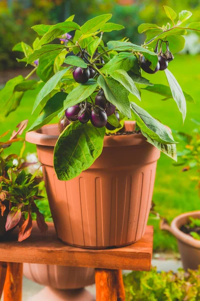 Små Äggplantor Odlas För Behållare Eller Kruka För Balkong Uteplats — Stockfoto