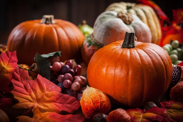 Pompoenen voor thanksgiving en halloween — Stockfoto