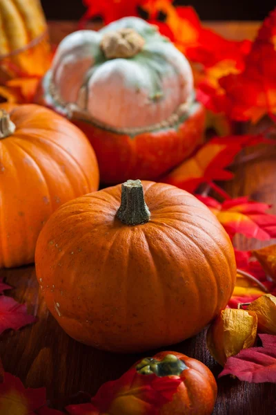 Pompoenen voor thanksgiving — Stockfoto