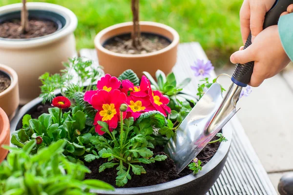 Planting herbs and flowers — Stock Photo, Image