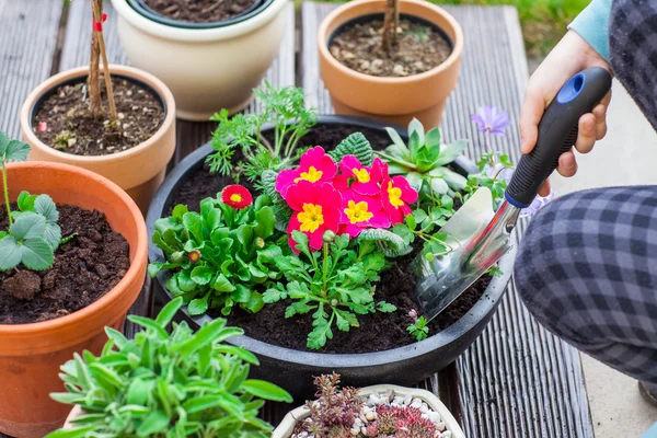 Planting herbs and flowers — Stock Photo, Image