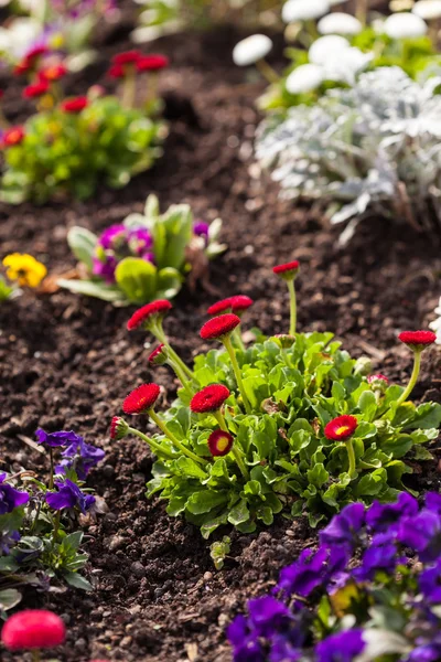 Spring flowerbed — Stock Photo, Image