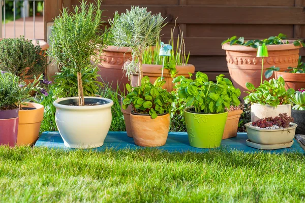 Flower pots — Stock Photo, Image