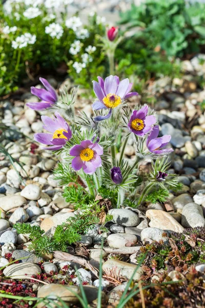 Stone garden with pasque flower — Stock Photo, Image