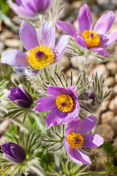 Detail of  pasque flower — Stock Photo, Image