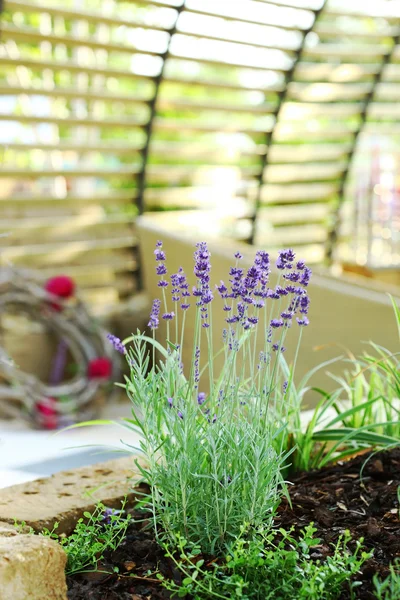 Lavendel im Innenhof — Stockfoto