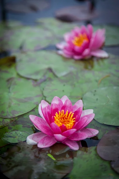 Lótus rosa — Fotografia de Stock