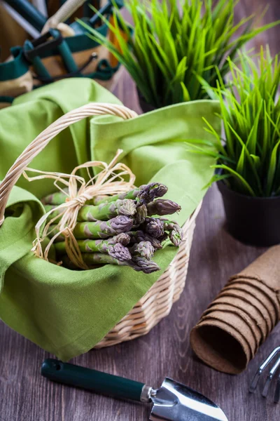 Asparagi verdi freschi con attrezzi da giardino — Foto Stock