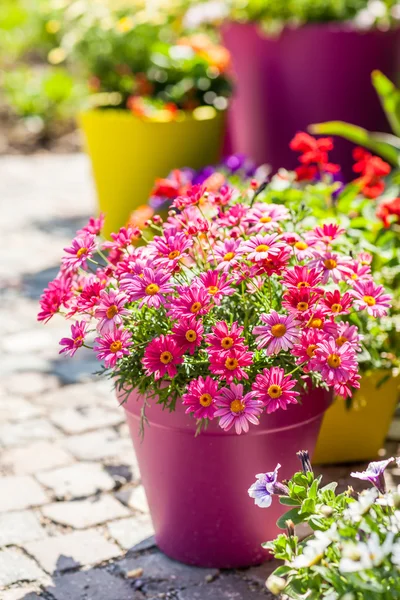 Pentole di fiori — Foto Stock