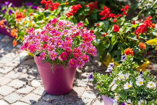 Flower pots — Stock Photo, Image