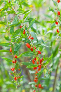 Goji bitkisi