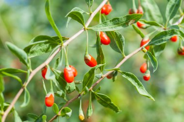 Goji bitkisi