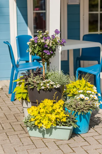 Flower pots — Stock Photo, Image