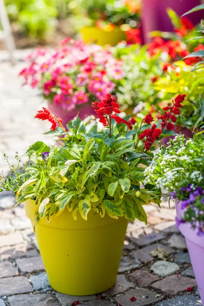 Pentole di fiori — Foto Stock