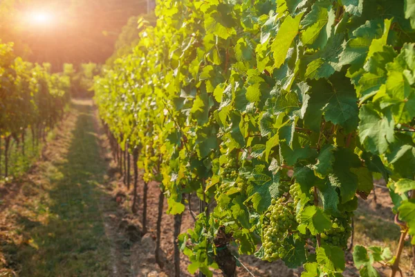 Wijngaarden en druiven bij zonsondergang — Stockfoto