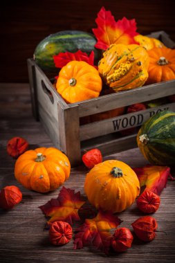 Kabaklar ve Şükran