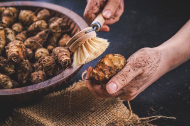 Eller çiğ topinambour ampullerini fırçayla temizliyor