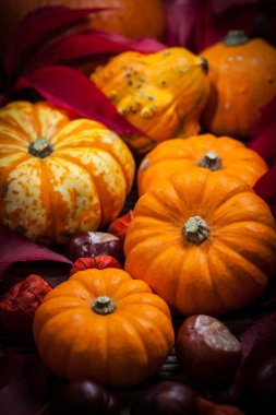 Kabaklar ve Şükran