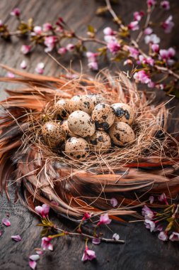 Karanlık Arkaplanda Yuvadaki Kırsal Paskalya Yumurtaları