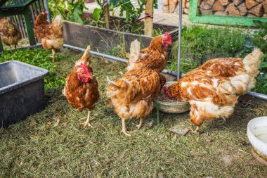 Tarım, Bahçe ve Kişisel Malzeme Konsepti