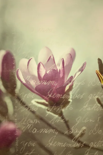 Flowering pink magnolia in vintage style — Stock Photo, Image