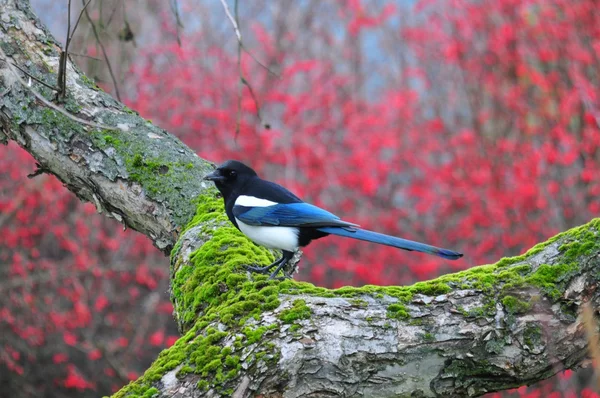 Magpie — Stock Photo, Image