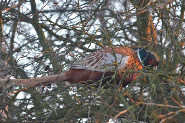 Pheasant — Stock Photo, Image