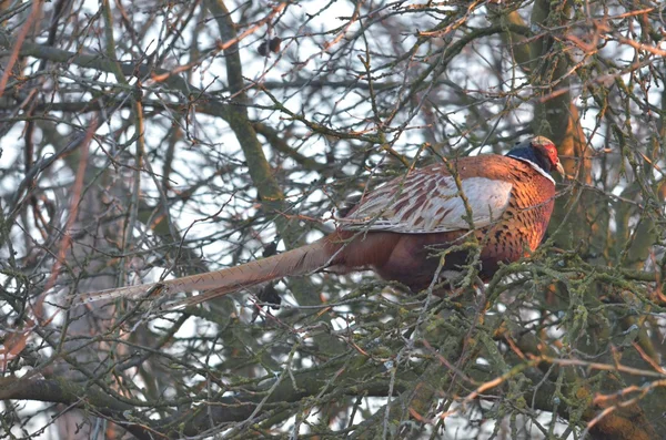 Pheasant — Stock Photo, Image