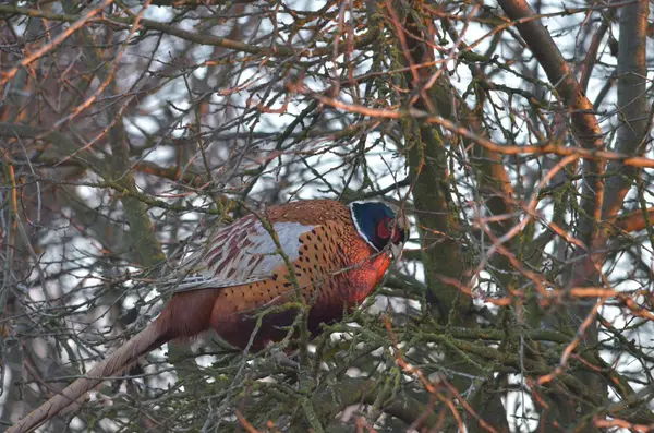 Pheasant — Stock Photo, Image