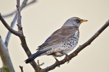 fieldfare