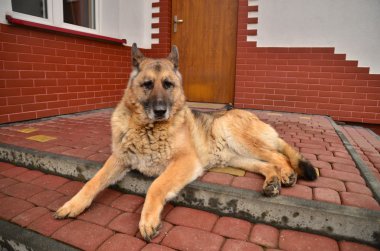 köpek ve köpek kulübesi