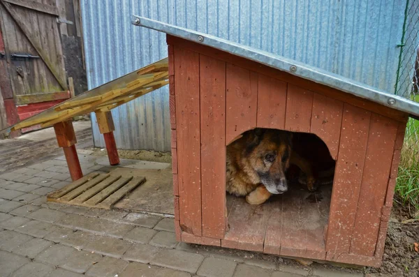 Köpek ve köpek kulübesi — Stok fotoğraf