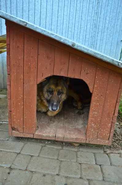 Kutya és a doghouse — Stock Fotó